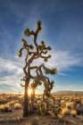 Joshua Trees near sunset in Joshua Tree National Park, California, USA Art Print